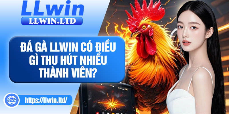 Đá gà LLWIN có điều gì thu hút nhiều thành viên?
