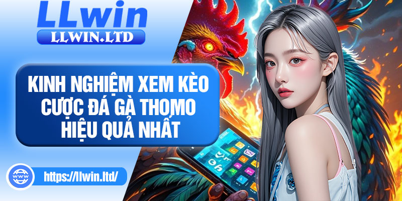 Kinh nghiệm xem kèo cược đá gà Thomo hiệu quả nhất